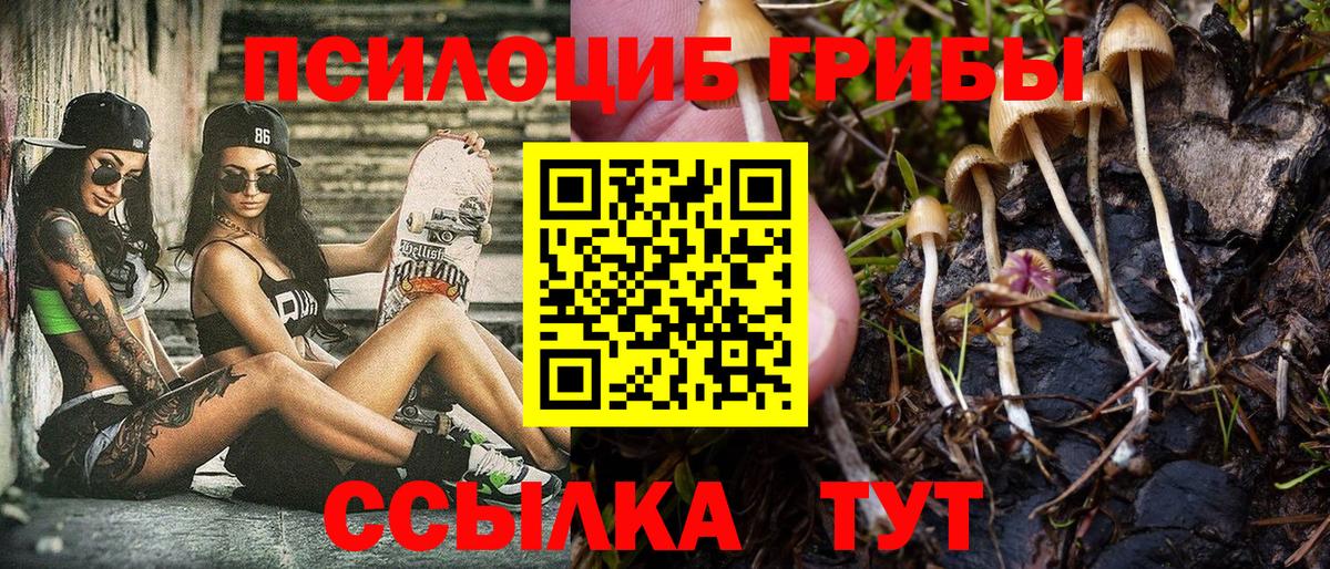 Тосно  Псилоцибиновые грибы Psilocybine cubensis  Вход с VPN 